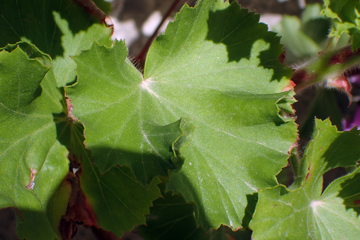 Image of Pelargonium cucullatum specimen.