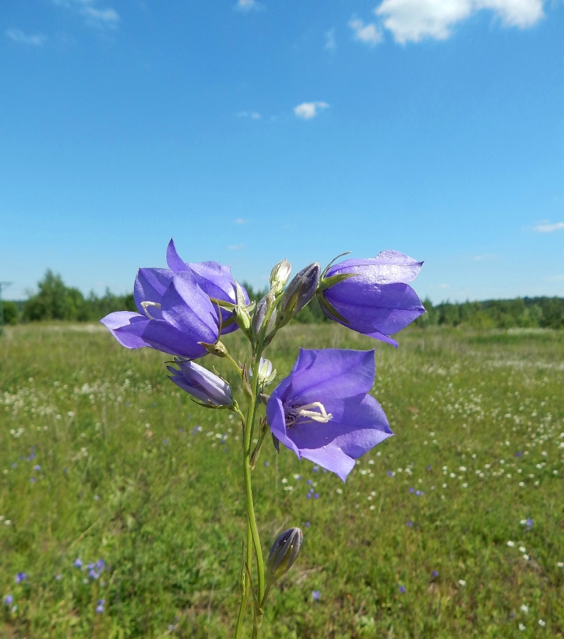 Image of Campanula persicifolia specimen.