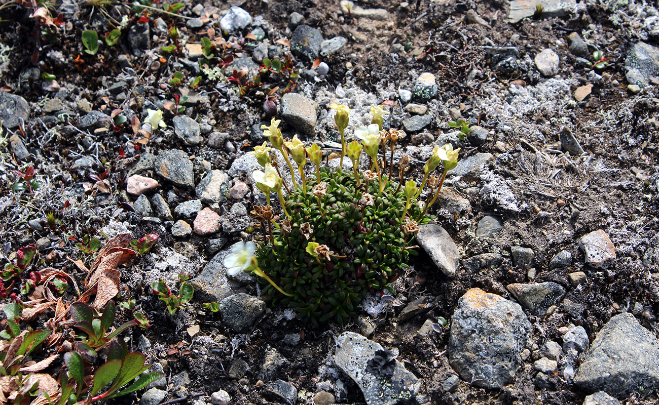 Image of Diapensia lapponica specimen.