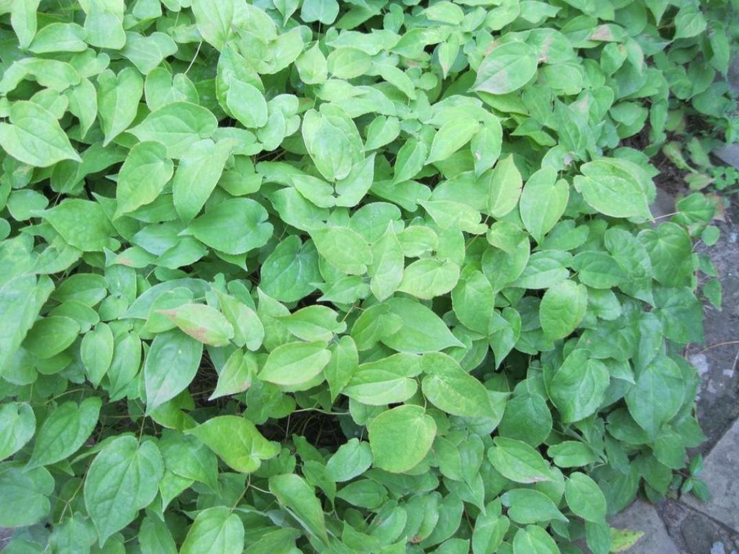 Изображение особи Epimedium rubrum.