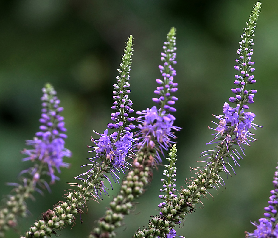 Изображение особи Veronica longifolia.