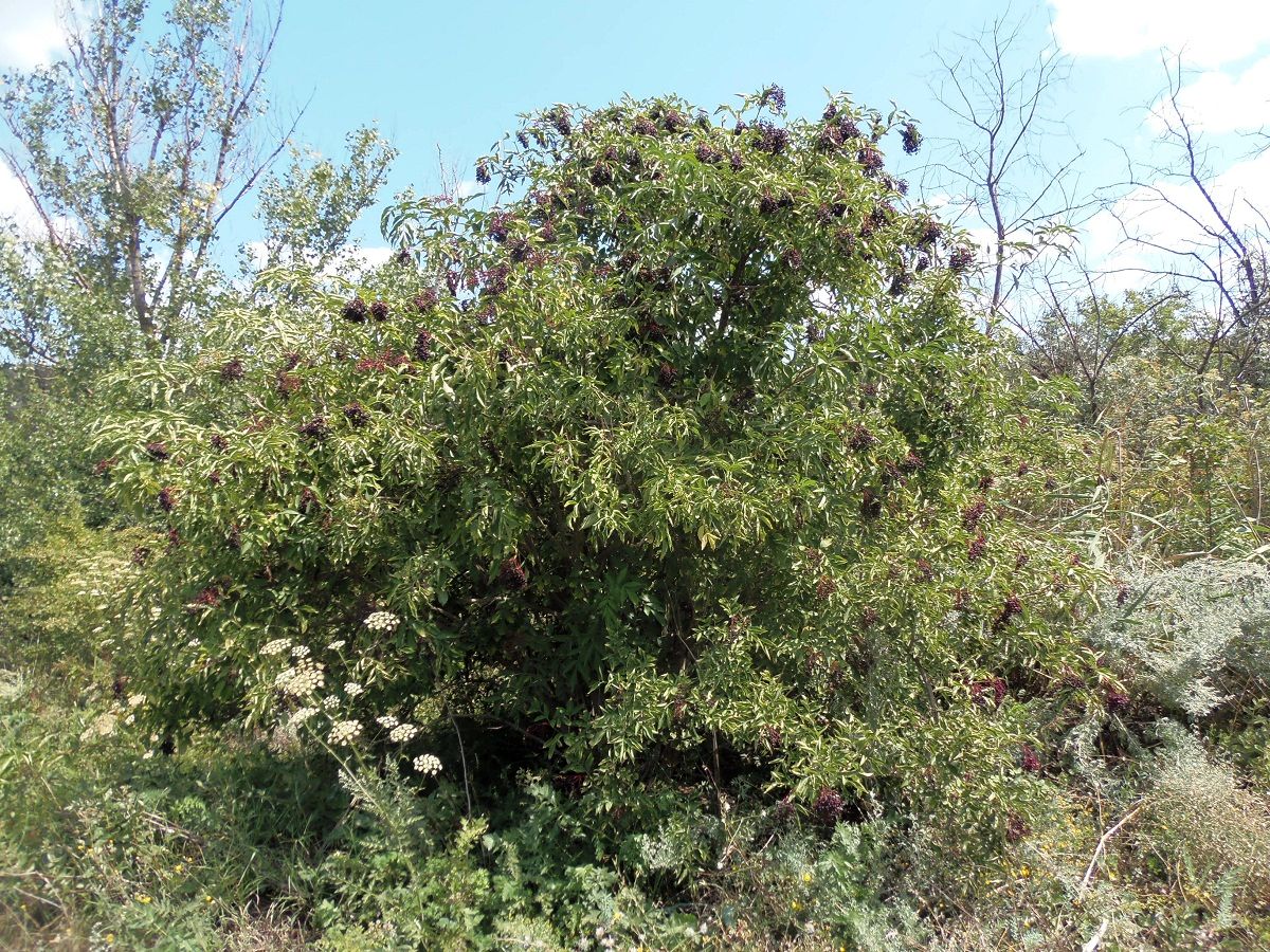 Image of Sambucus nigra specimen.