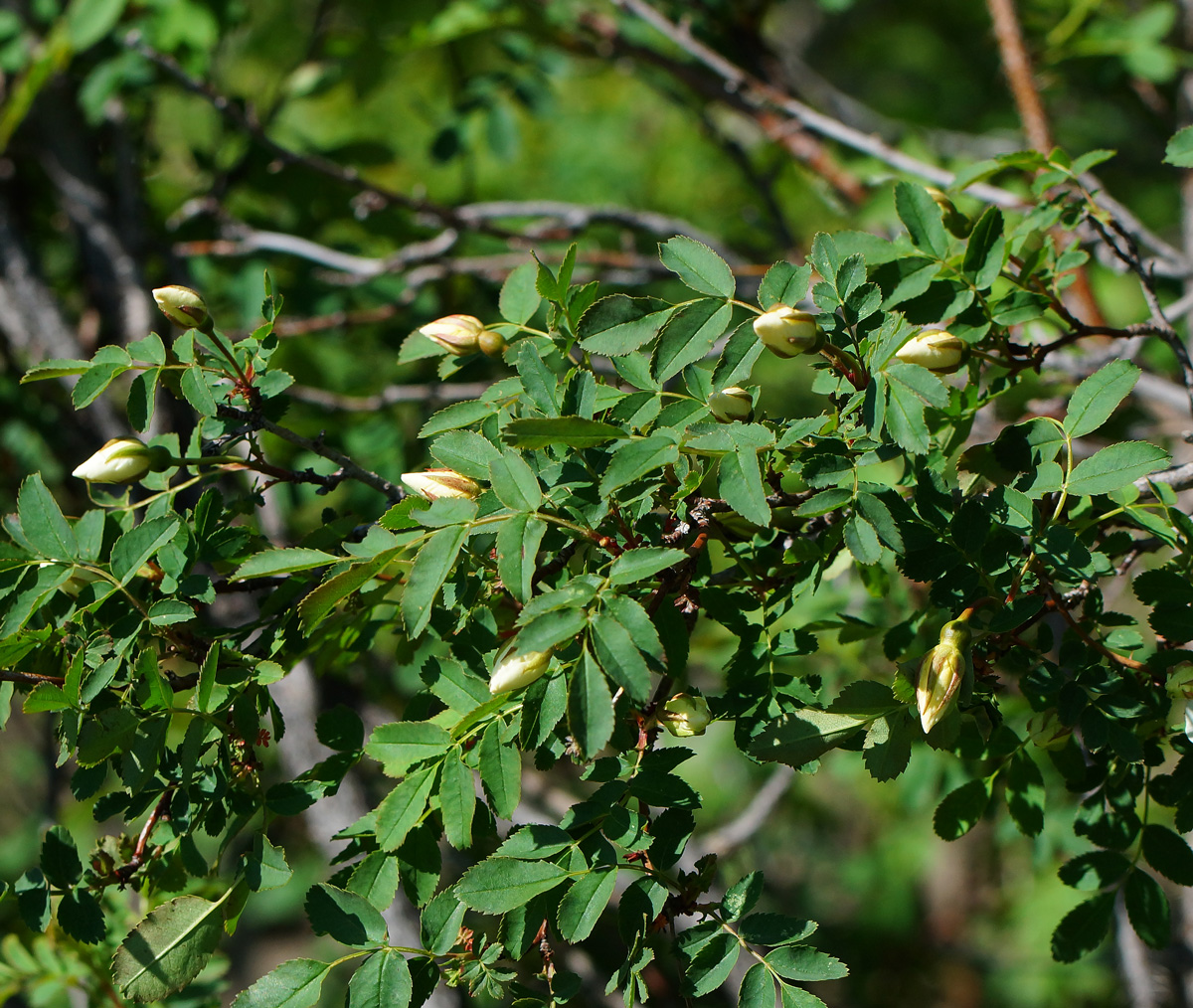 Изображение особи Rosa spinosissima.