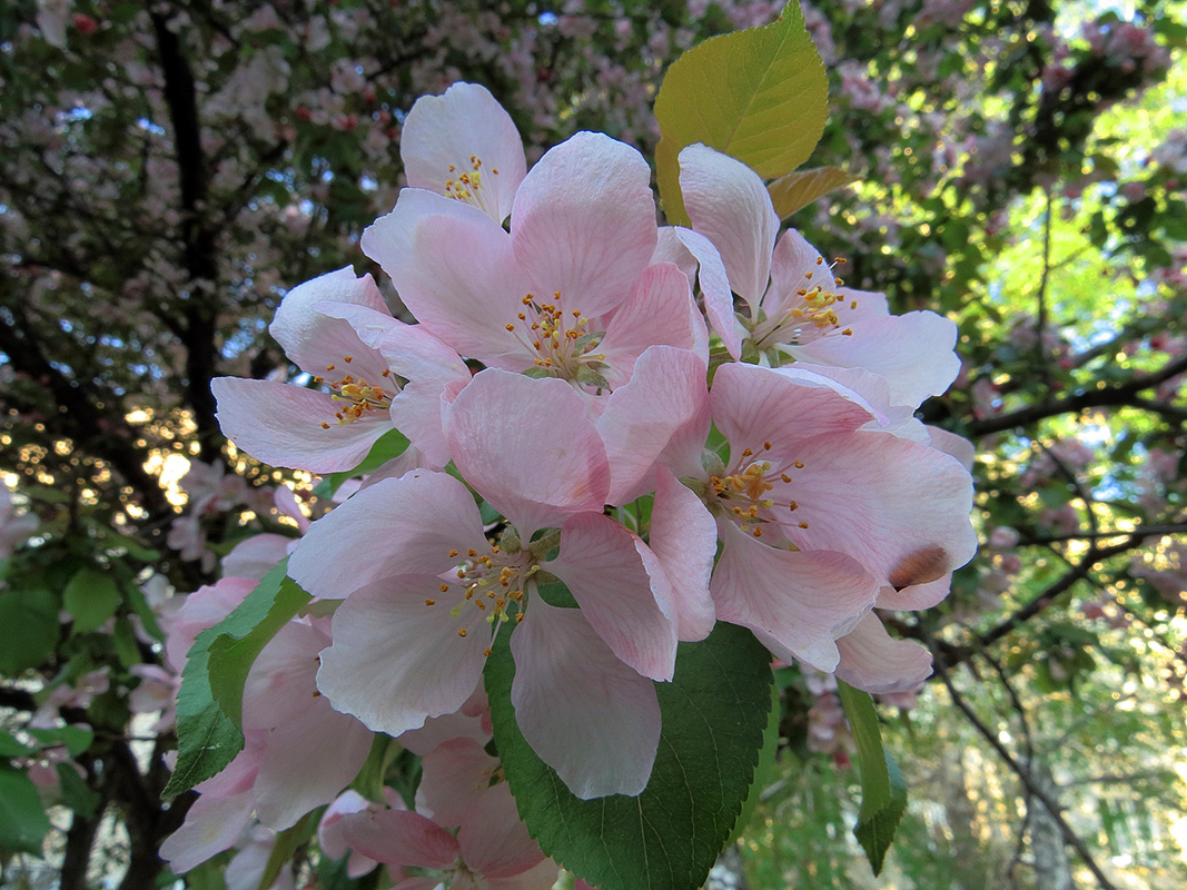 Изображение особи Malus niedzwetzkyana.