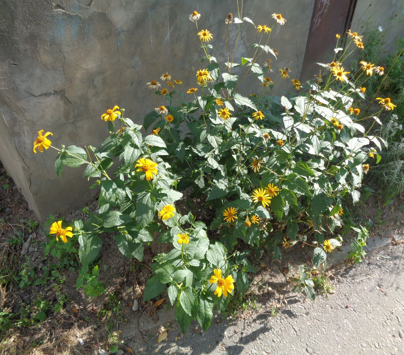Image of Heliopsis helianthoides specimen.