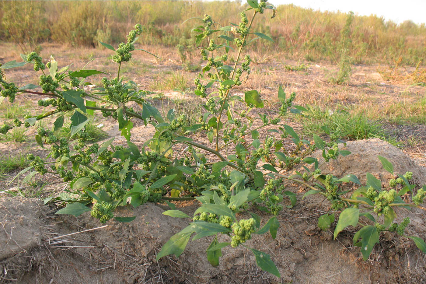 Image of Chenopodium acerifolium specimen.