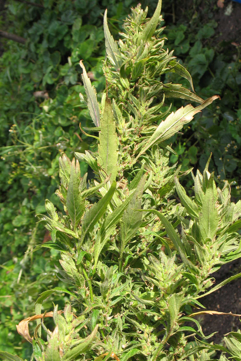 Image of Cannabis sativa var. spontanea specimen.