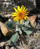 Tephroseris pseudoaurantiaca. Цветущее растение. Чукотка, Чаунский р-н, окр. г. Певек, склон сопки Певек. 19.06.2018.