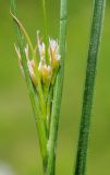 Juncus leschenaultii