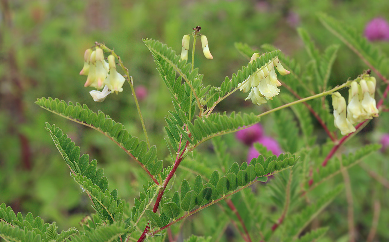 Изображение особи Astragalus membranaceus.