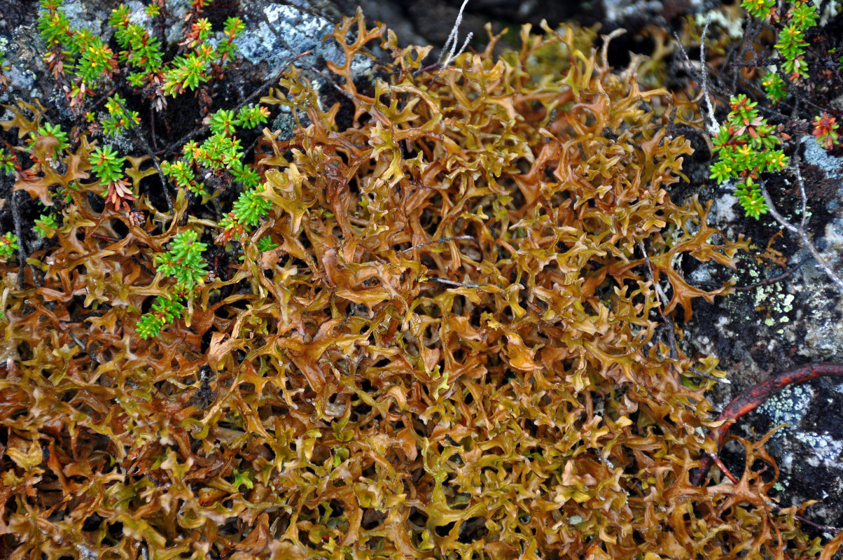 Image of Cetraria islandica specimen.