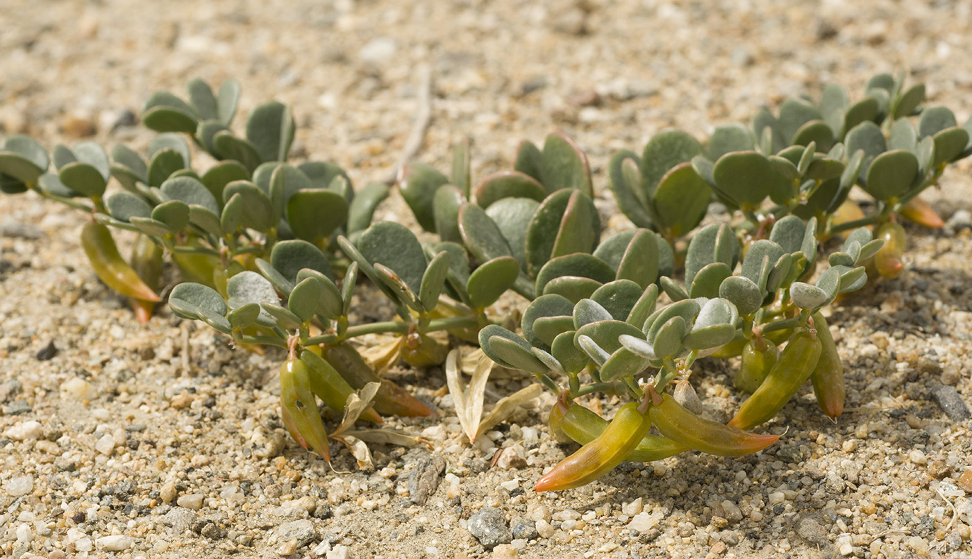 Изображение особи Zygophyllum latifolium.