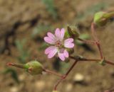 Geranium pusillum. Цветок и плоды. Дагестан, окр. г. Избербаш, обочина полевой дороги. 13.05.2018.