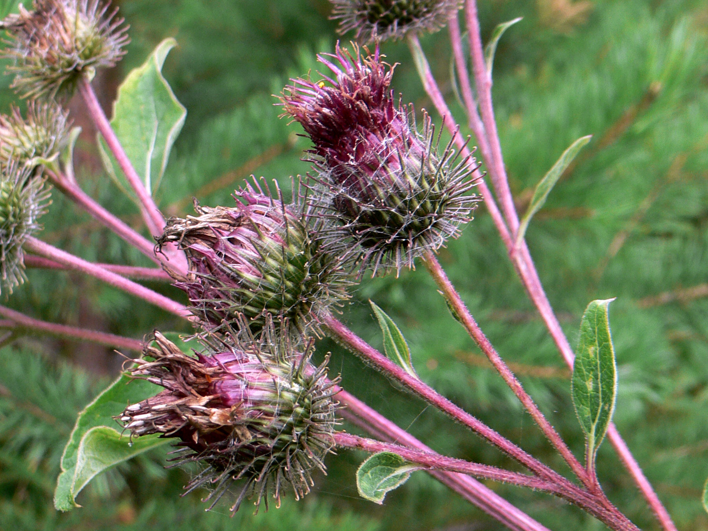 Image of Arctium tomentosum specimen.