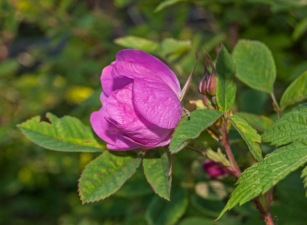 Image of Rosa acicularis specimen.