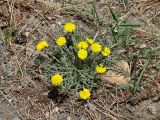 Taraxacum dissectum