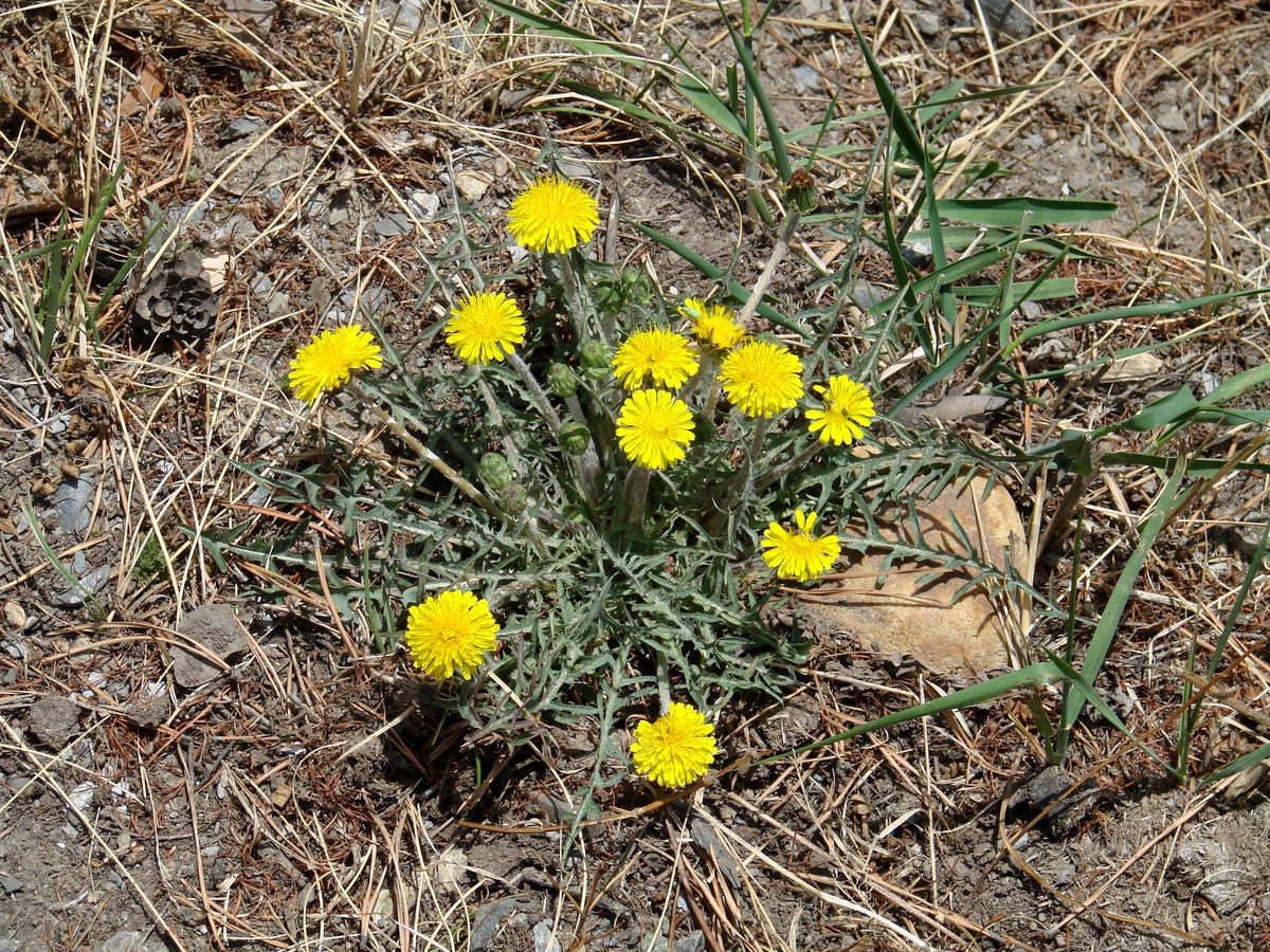 Изображение особи Taraxacum dissectum.