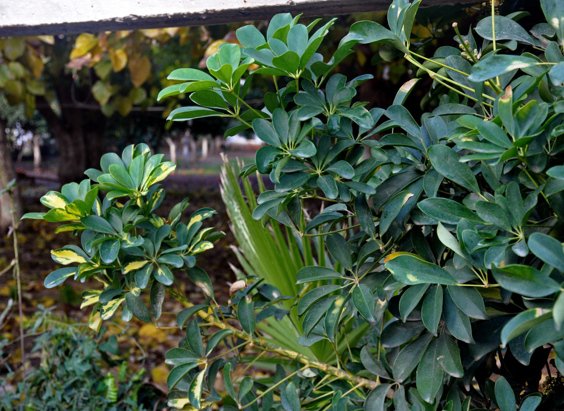 Image of Heptapleurum arboricola specimen.