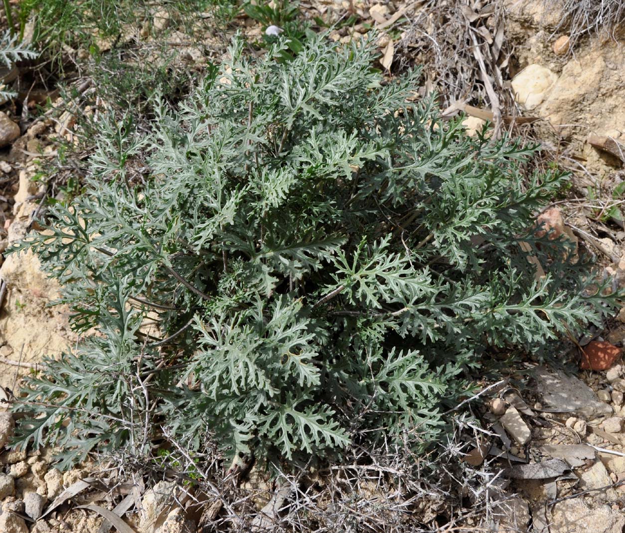 Image of Erodium crassifolium specimen.