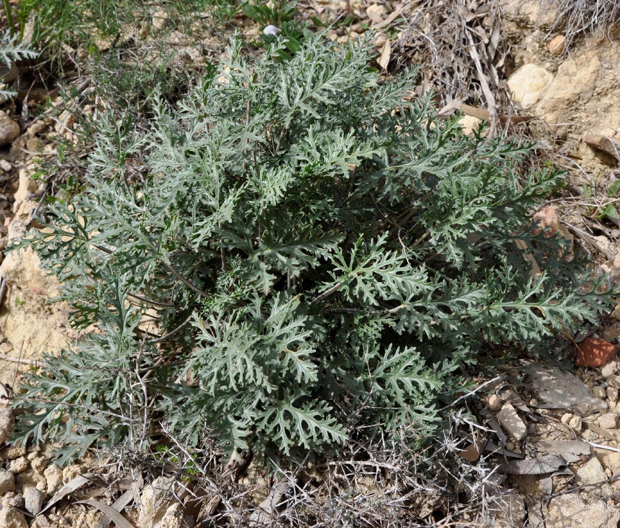 Изображение особи Erodium crassifolium.