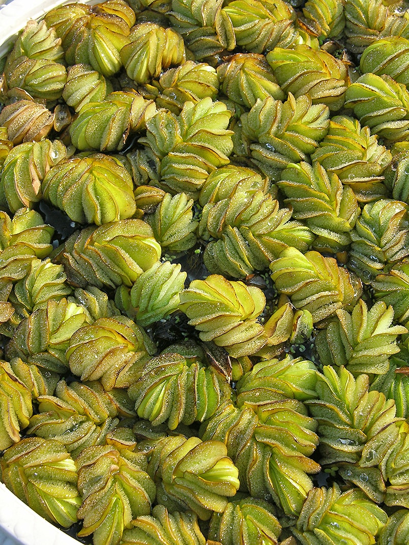 Image of Salvinia molesta specimen.