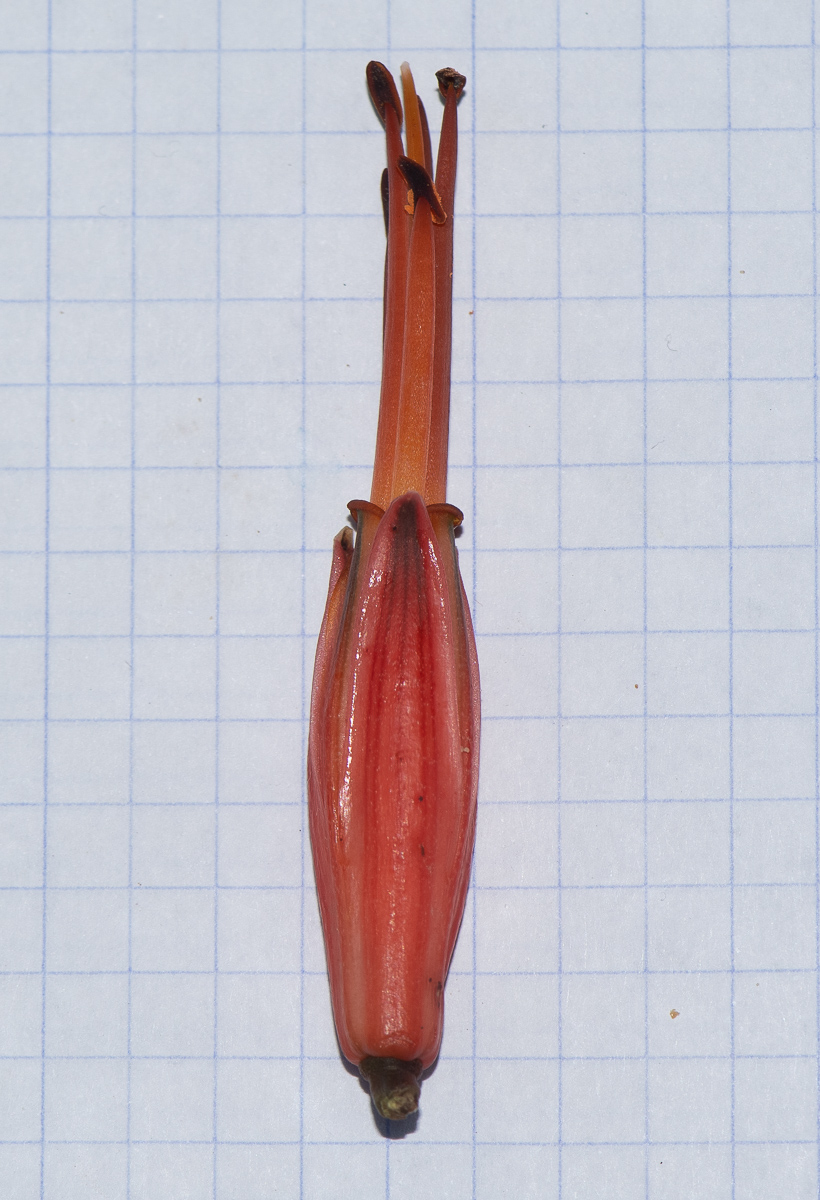 Image of Aloe ferox specimen.