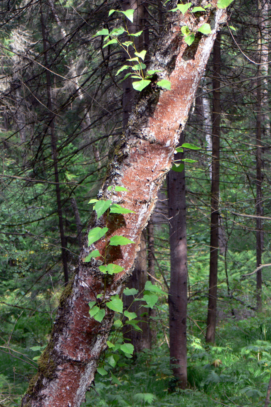 Изображение особи Betula sajanensis.