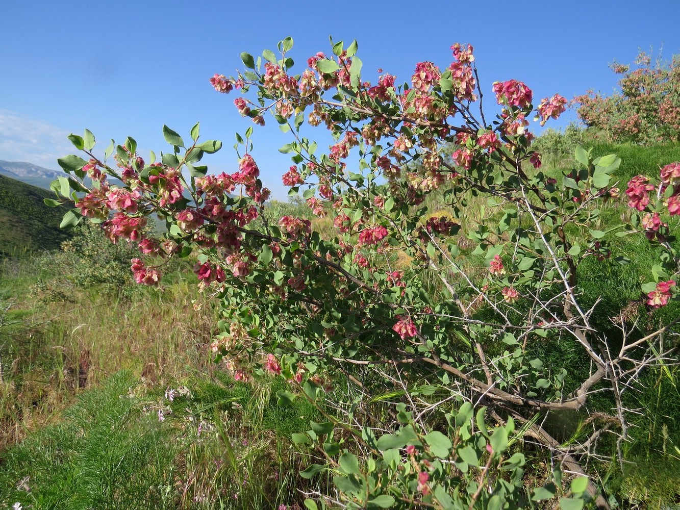 Изображение особи Atraphaxis pyrifolia.