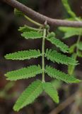 Vachellia farnesiana