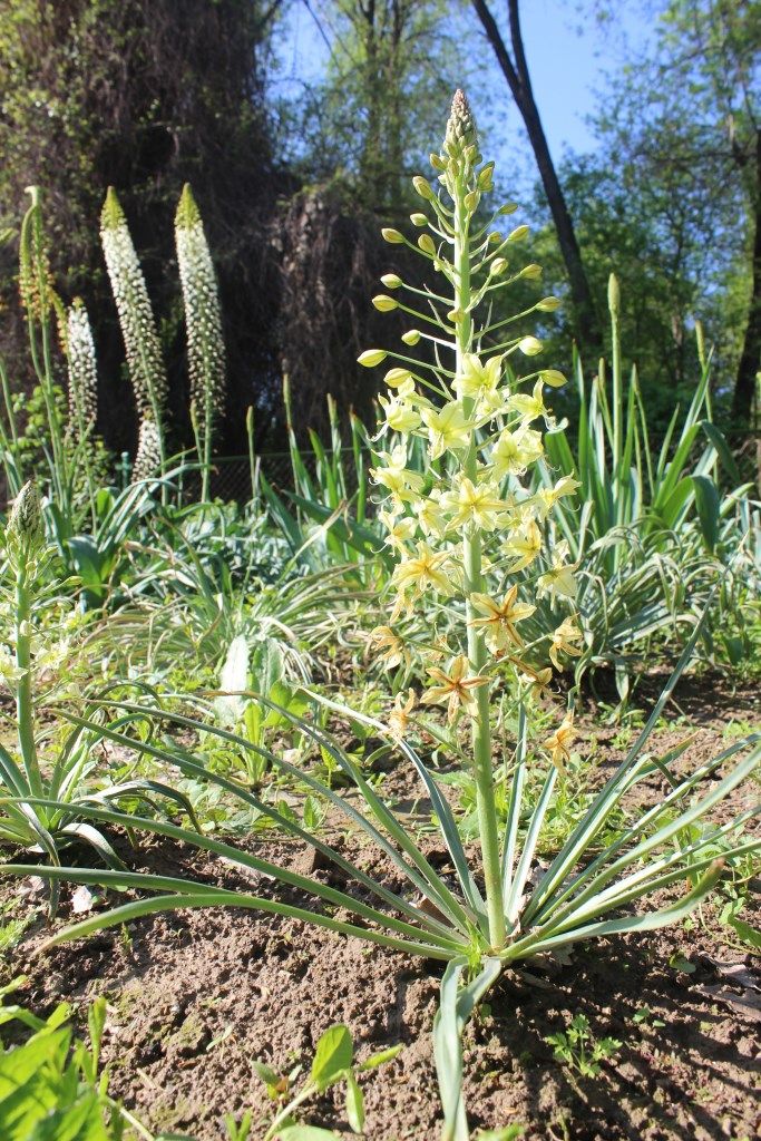 Изображение особи Eremurus luteus.