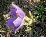 Pulsatilla patens. Цветок (вид сверху). Москва, природно-ландшафтный парк \"Зарядье\", в культуре. 21.04.2019.