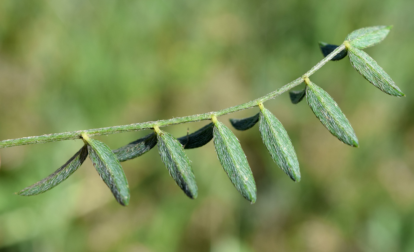 Изображение особи Astragalus bossuensis.