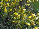 Chamaecytisus ruthenicus. Цветущие побеги. Тверская обл., г. Тверь, Заволжский р-н, пос. Киселёво, в культуре у частного дома. 16.05.2019.