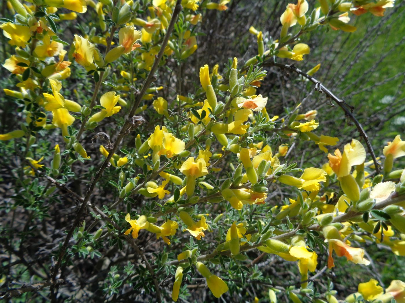 Изображение особи Chamaecytisus ruthenicus.