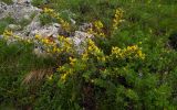 Chamaecytisus colchicus