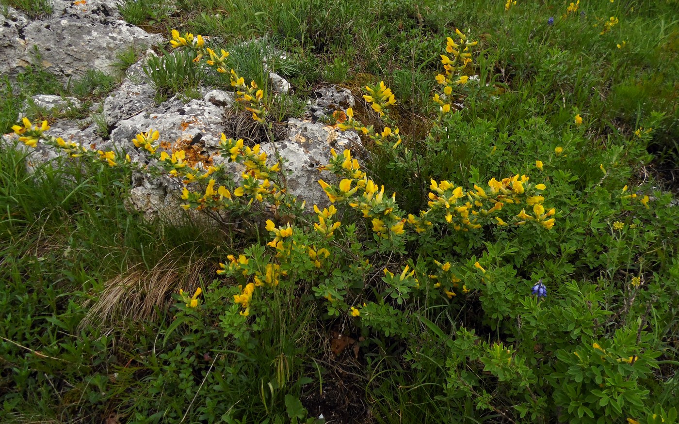 Изображение особи Chamaecytisus colchicus.