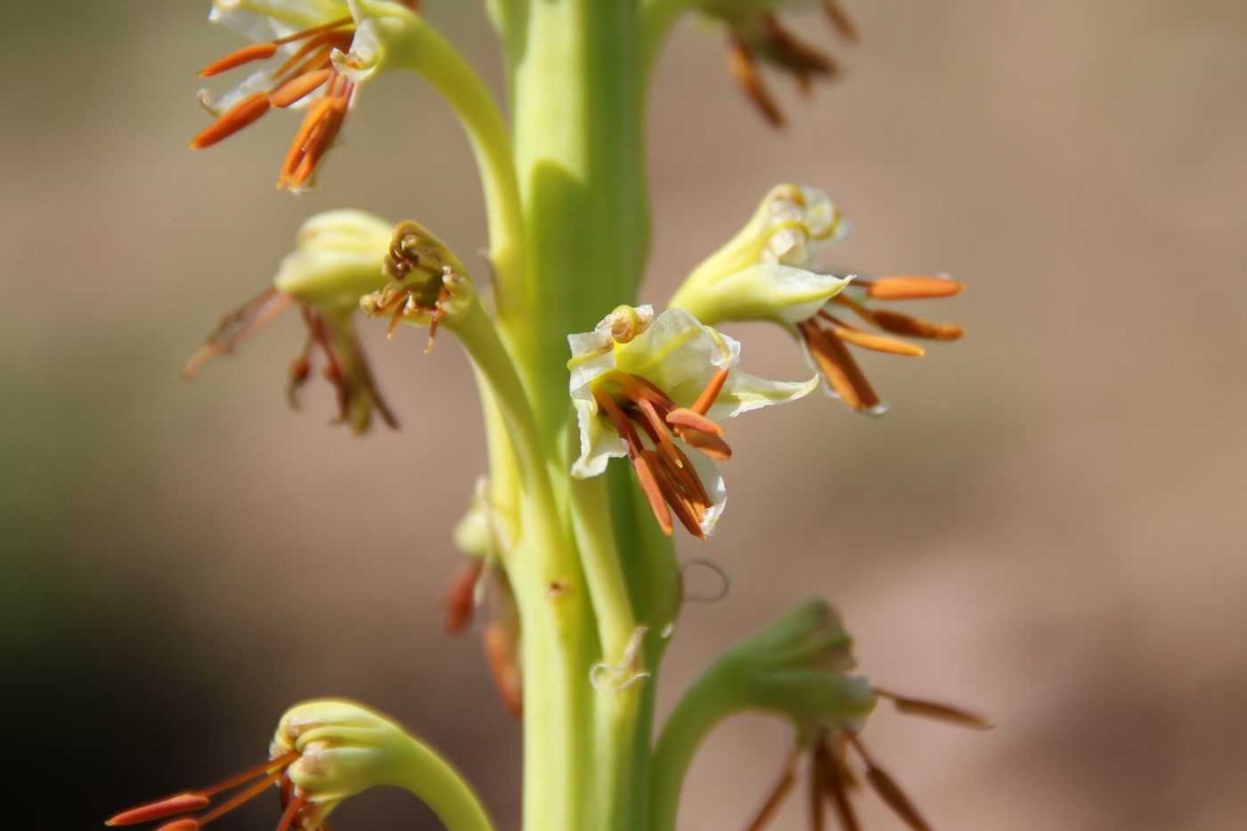 Изображение особи Eremurus turkestanicus.