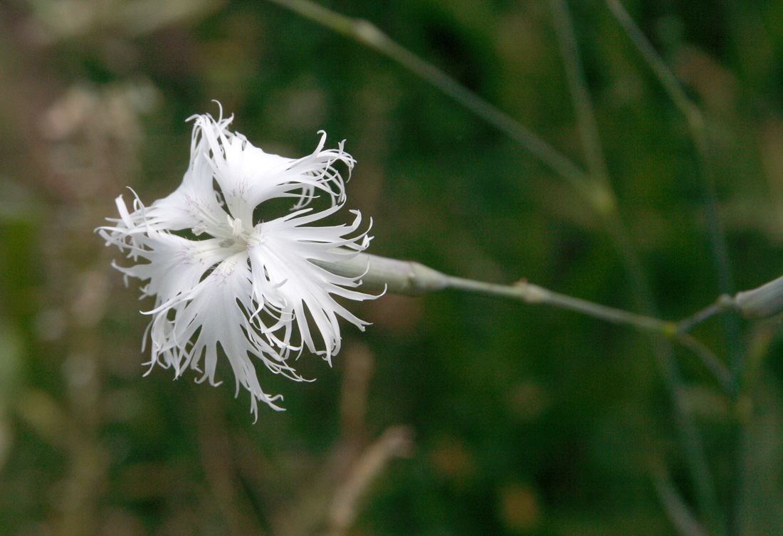 Изображение особи Dianthus hoeltzeri.