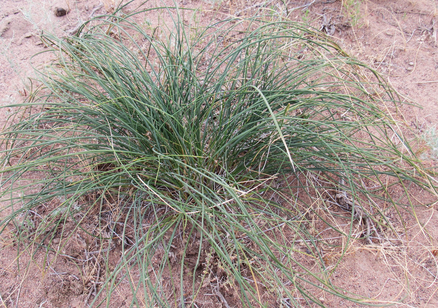 Изображение особи Iris tenuifolia.