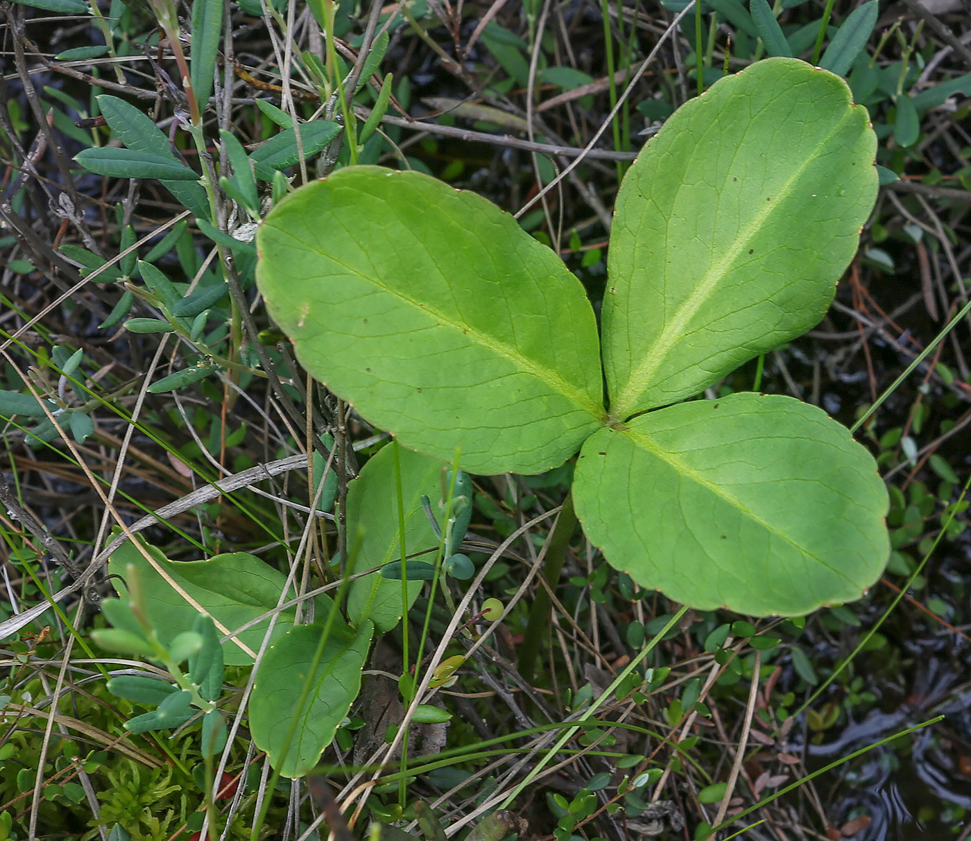 Изображение особи Menyanthes trifoliata.