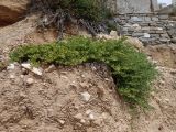 Mesembryanthemum nodiflorum. Цветущие растения. Греция, Эгейское море, о. Парос, пос. Дриос, песчаниковые глыбы на пляже. 01.05.2019.
