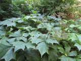 Rodgersia podophylla. Отцветшее растение. Волгоград, Ботсад ВГСПУ, в культуре. 24.07.2019.