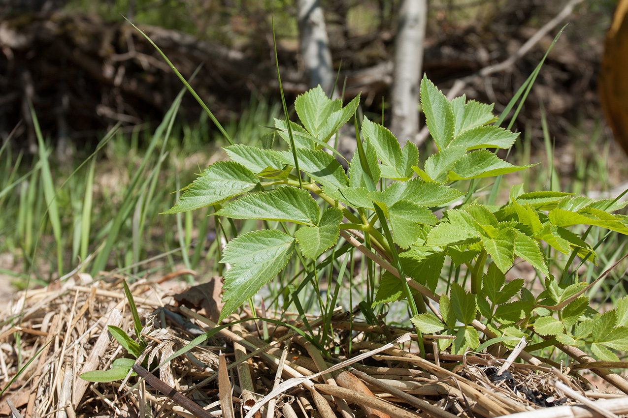 Изображение особи Archangelica litoralis.