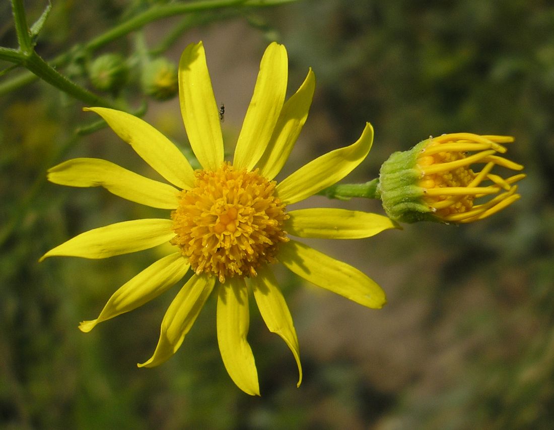 Изображение особи Senecio borysthenicus.