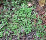 Selaginella douglasii