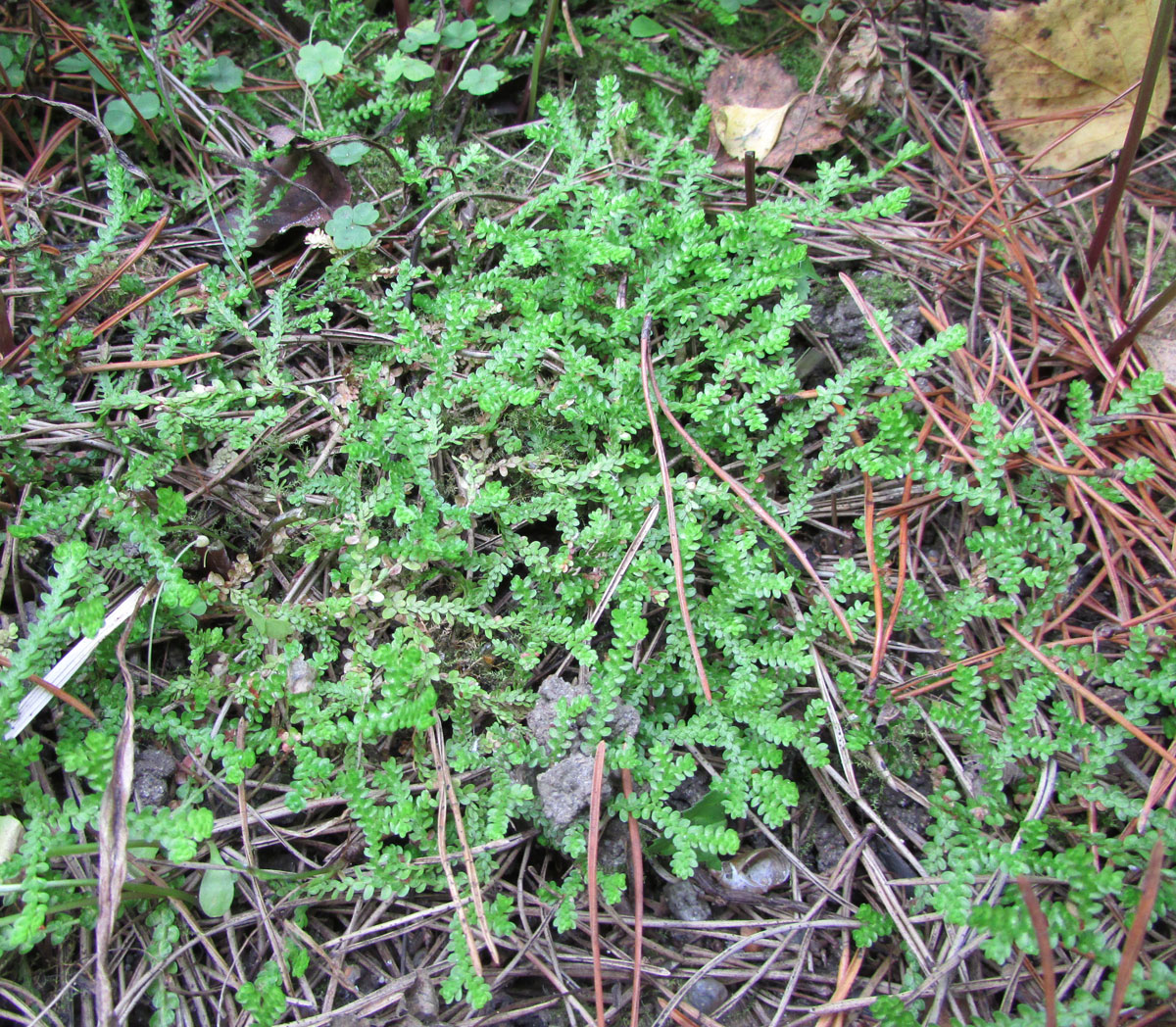 Изображение особи Selaginella douglasii.