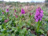 Dactylorhiza euxina. Цветущие растения в сообществе с Alchemilla (лопастные зубчатые листья) и плодоносящей Luzula. Краснодарский край, Мостовский р-н, окр. пос. Кировский, вост. край хр. Малый Бамбак, лев. берег р. Бугунж, 1660 м н.у.м., субальпийский луг. 20.05.2019.