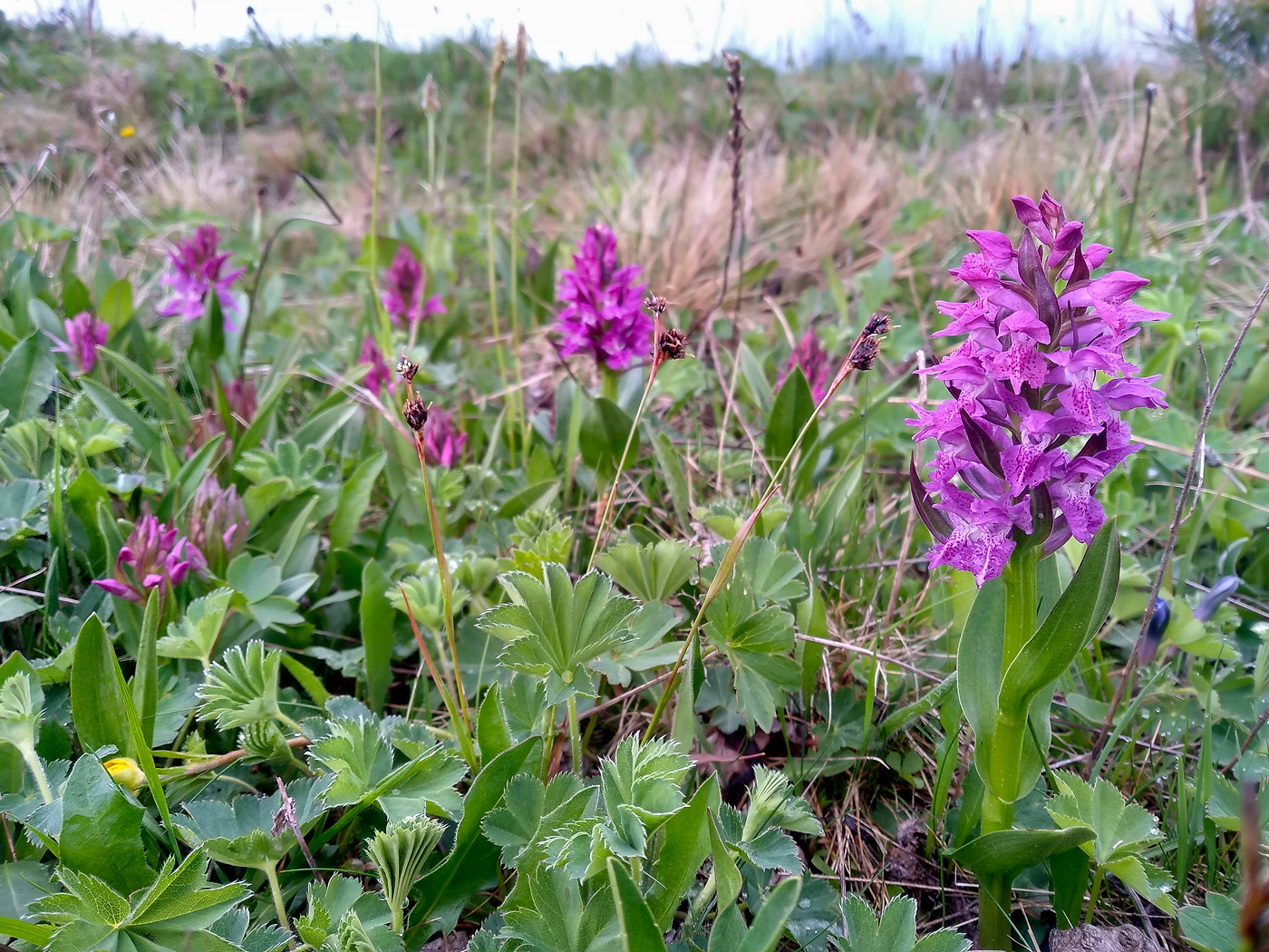 Изображение особи Dactylorhiza euxina.