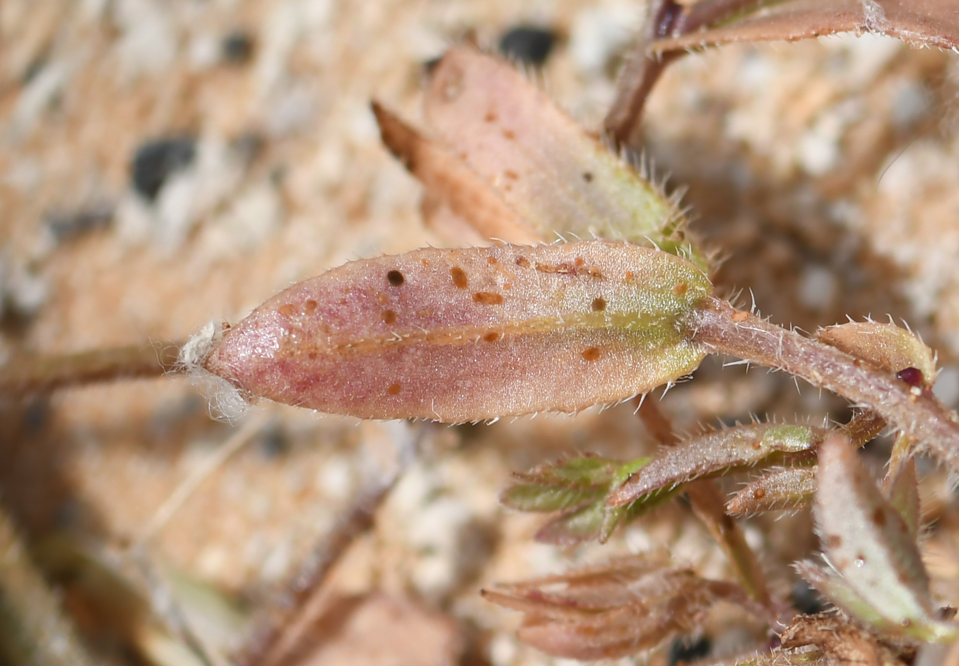 Image of Campanula sulphurea specimen.