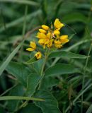 Lysimachia vulgaris. Верхушка побега с соцветием. Челябинская обл., Сосновский р-н, долина р. Миасс, окр. с. Кайгородово, влажный луг на берегу реки. 08.08.2019.